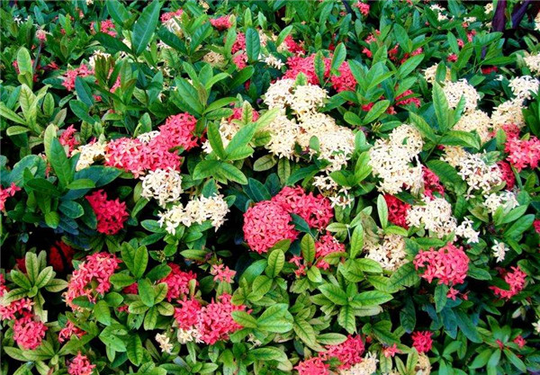 龍船花秋天能種植嗎？