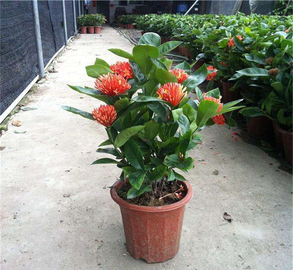 龍船花秋天能種植嗎？