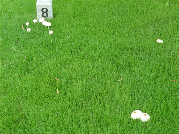 草坪種子多少錢一斤,草坪種子批發多少錢?