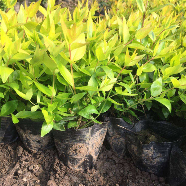 有哪些四季常青的植物適合做籬笆?