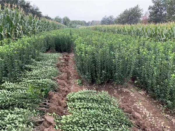 40公分50公分小葉黃楊報(bào)價(jià)是多少？