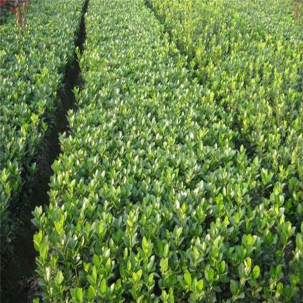 40公分50公分小葉黃楊報(bào)價(jià)是多少？