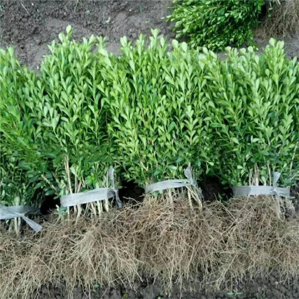 獨(dú)桿黃楊樹(shù)苗多少錢(qián)一棵?