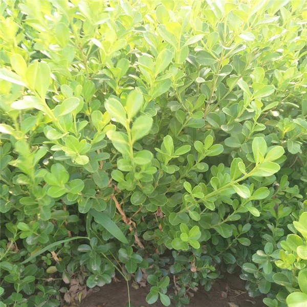 小葉黃楊和瓜子黃楊有什么區別？