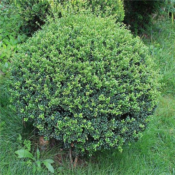 1米高大葉冬青價格 市場報價多少?