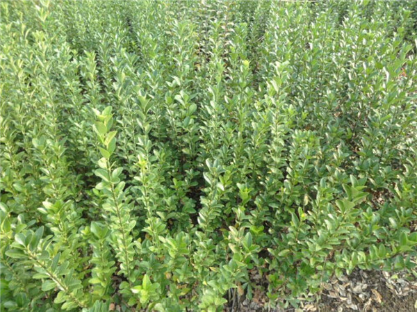 膠東衛(wèi)矛 膠東衛(wèi)矛