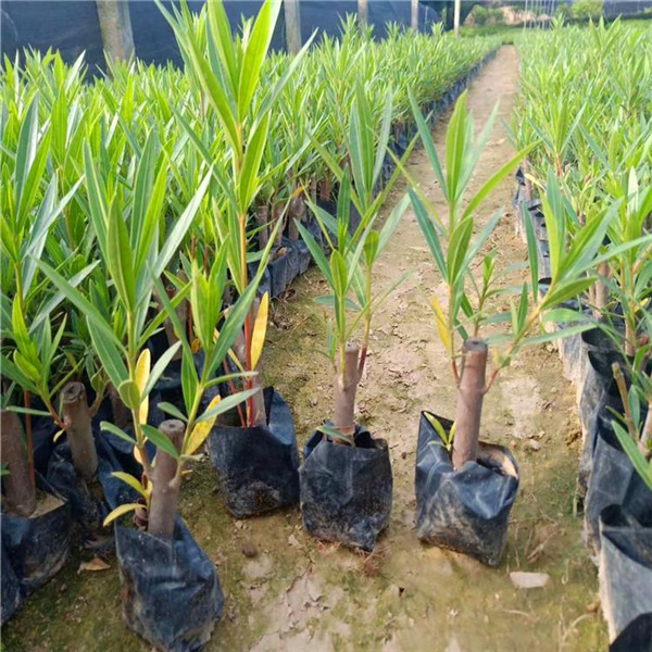 夾竹桃和桃樹有什么區別?