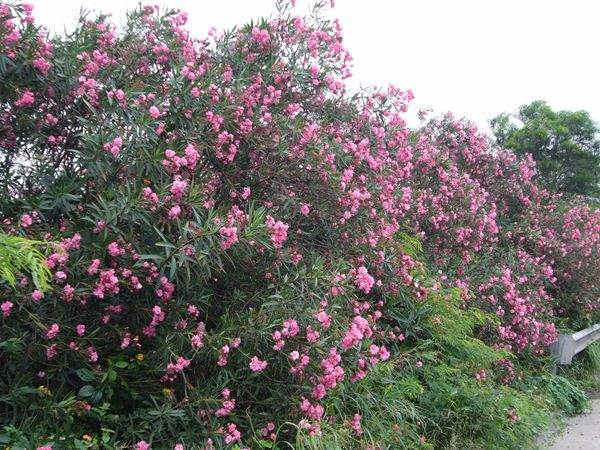 夾竹桃和桃樹有什么區別?