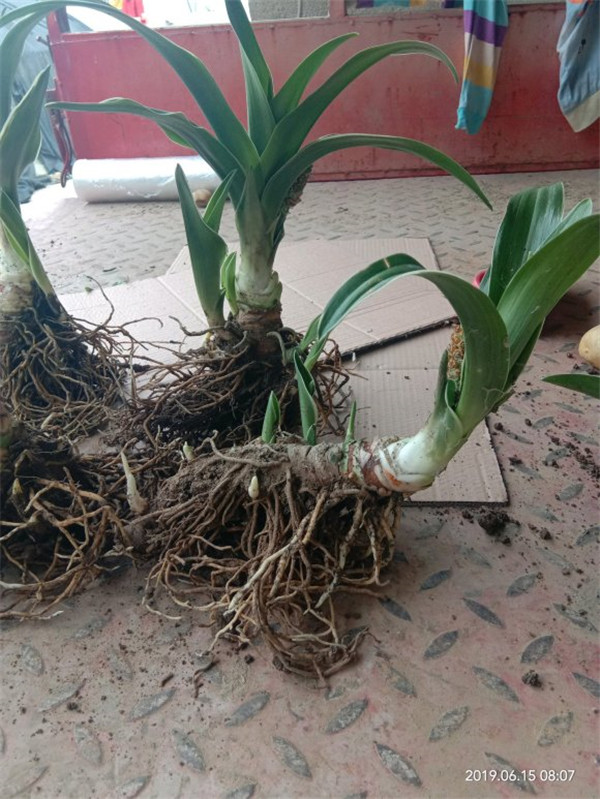 萬年青幾天澆一次水比較好？