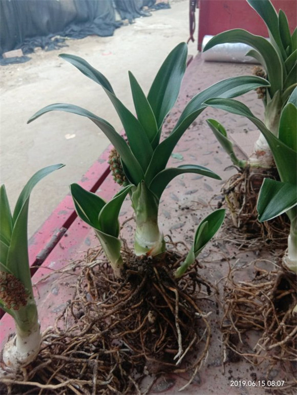 綠籬灌木種植時一平米需要幾株?