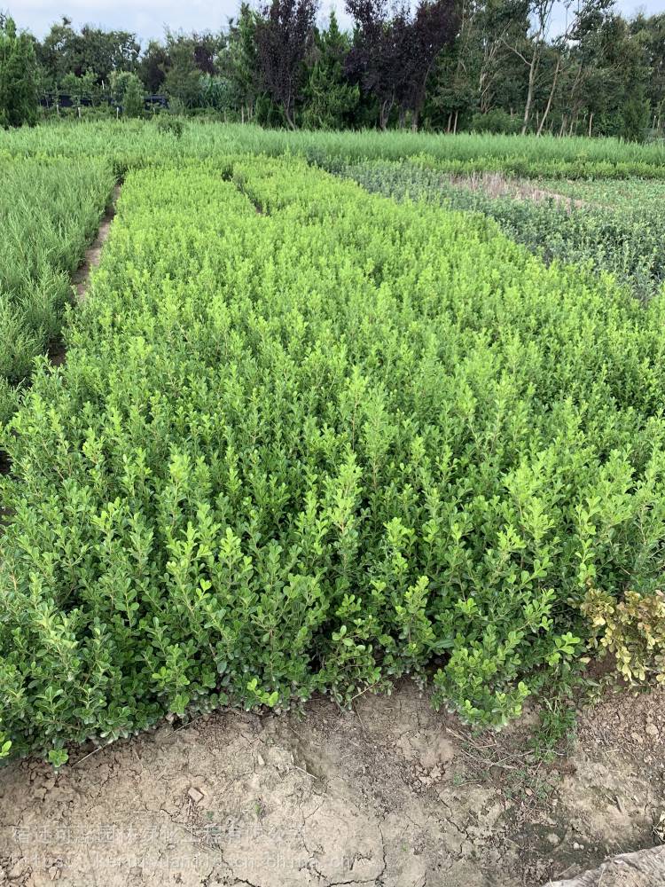 12月份能栽植鋪地柏嗎?