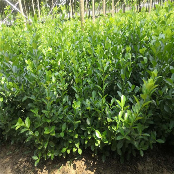 衛(wèi)矛 衛(wèi)矛