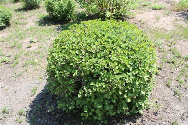 小葉丁香 小葉丁香