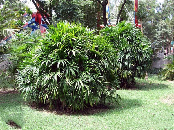 夯實(shí)傳統(tǒng)產(chǎn)業(yè)基礎(chǔ),激活綠化苗木行業(yè)新動(dòng)能