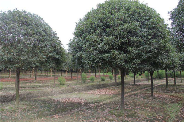 如何辨別八月桂和四季桂?