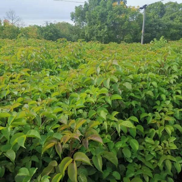 苗木人的盛會!2020年苗木花卉園林博覽會于定州舉辦