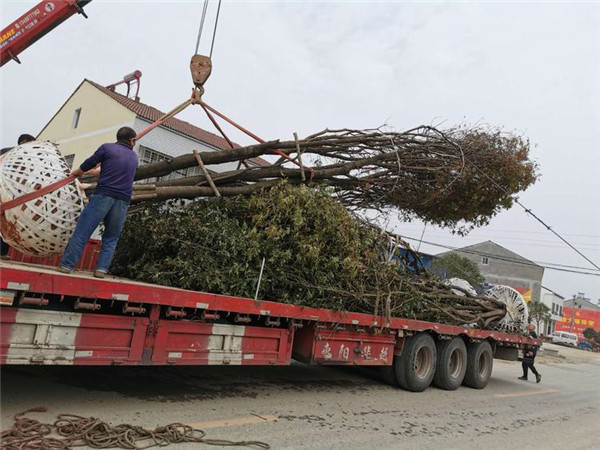 蘇州“園林熱力圖”上線 “江南花卉藝術展”本月開幕