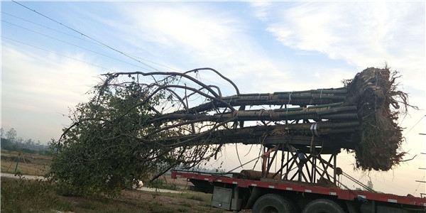 花木之鄉(xiāng)嵊州市石璜鎮(zhèn):花木銷(xiāo)售駛上快車(chē)道