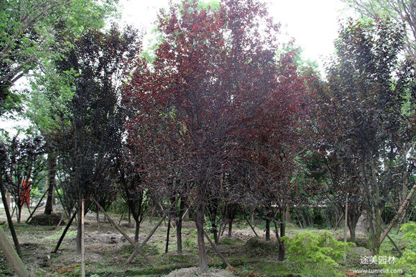 低分枝紅葉李 低分枝紅葉李