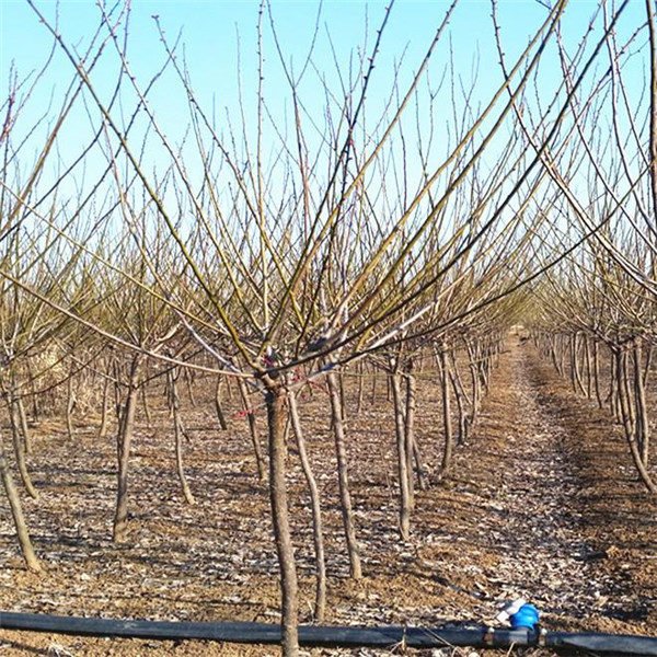 綠化苗木材料報審表怎么填?