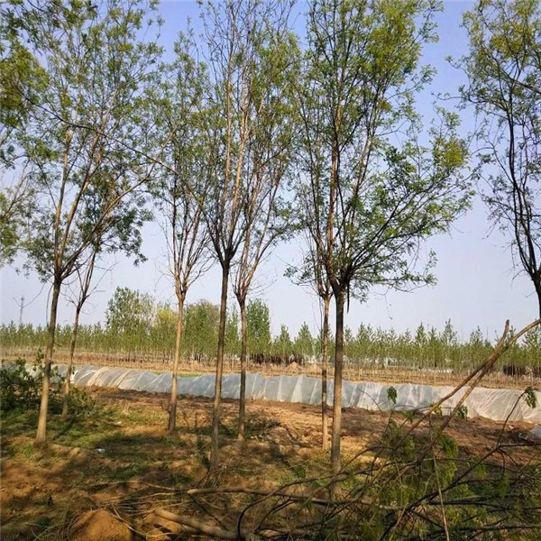 福州:投入1500萬元建設綠化苗木和道路串珠式公園