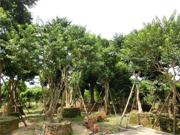 紅果冬青 紅果冬青