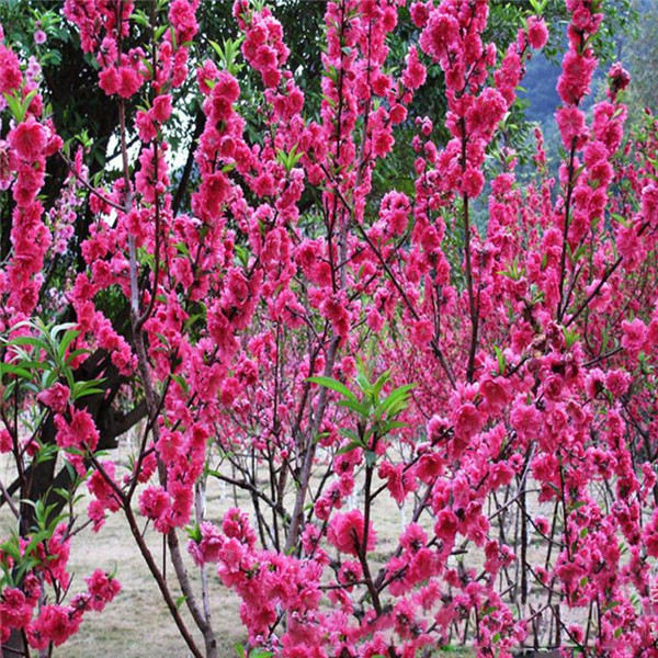 12公分紅梅樹價格批發?