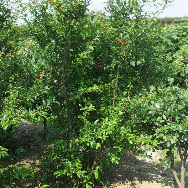 綠化苗木材料報審表怎么填?