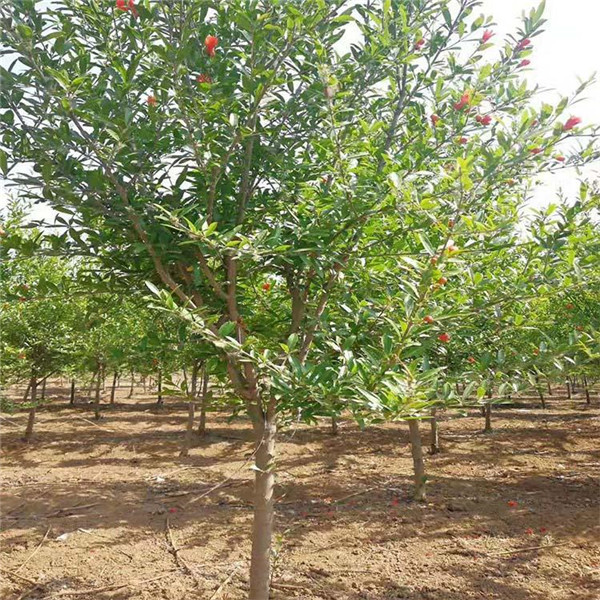 最適宜苗木移植的最佳時期是什么時期?