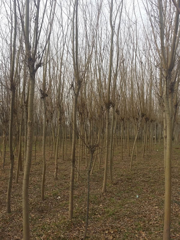 金絲柳圖片 金絲柳圖片