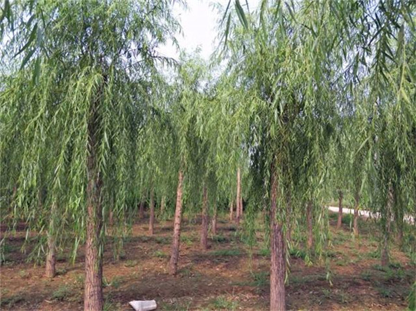 柳樹圖片基地實拍圖