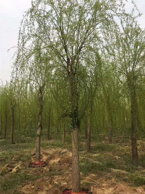 就機(jī)場南路西側(cè)苗木施工受損達(dá)成賠償協(xié)議