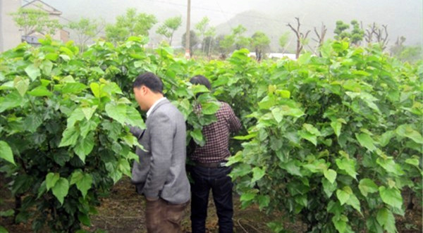 桑樹基地實拍圖