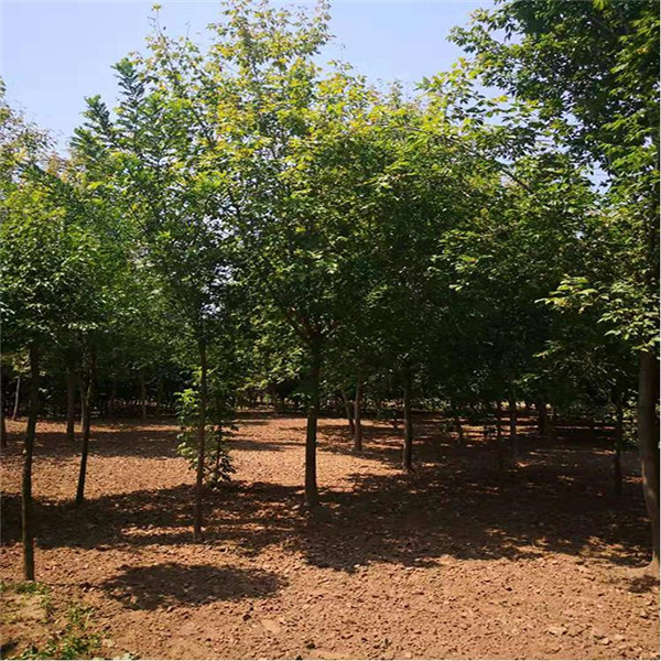 園林綠化中綠化苗木種植方法是怎樣的?