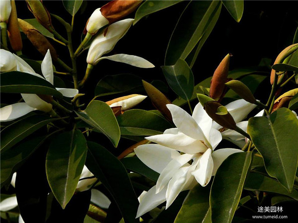 不斷應用保護傳承傳統工藝、創新發展蘇州園林