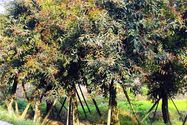 水晶蒲桃最新市場價多少錢一棵?