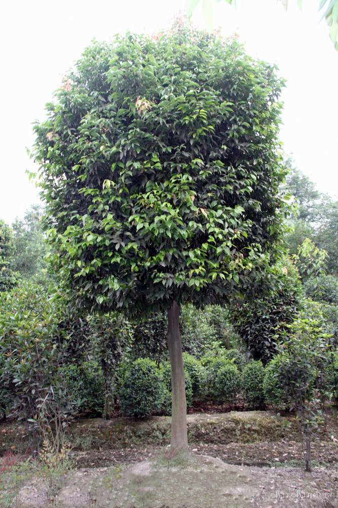 怎樣管理天竺桂，天竺桂有何經濟價值？