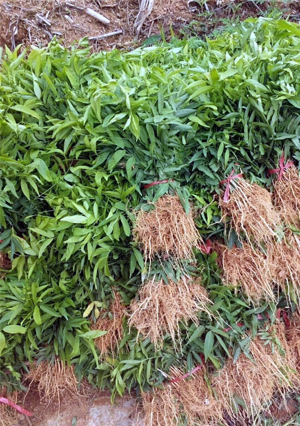 加強國民意識,加大投入國土綠化