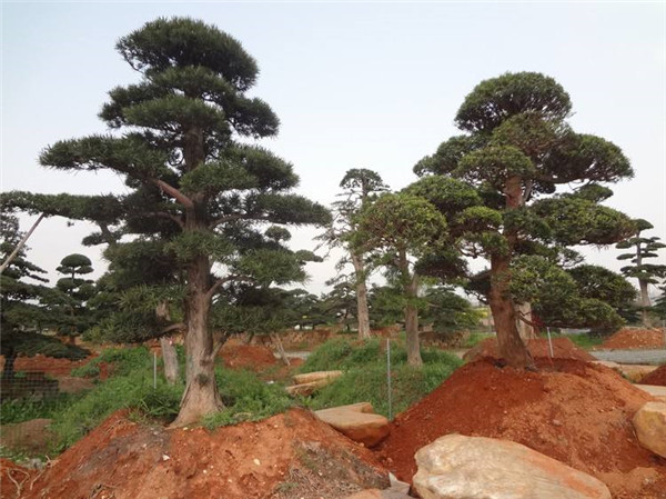 五針?biāo)? title=五針?biāo)?><span>五針?biāo)?/span></a></dd>
<dd><a href=