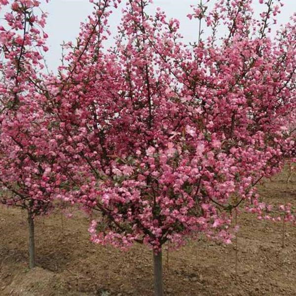 11公分絢麗海棠哪里有賣的?