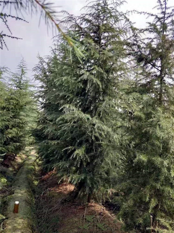 雪松適合秋季種植嗎?