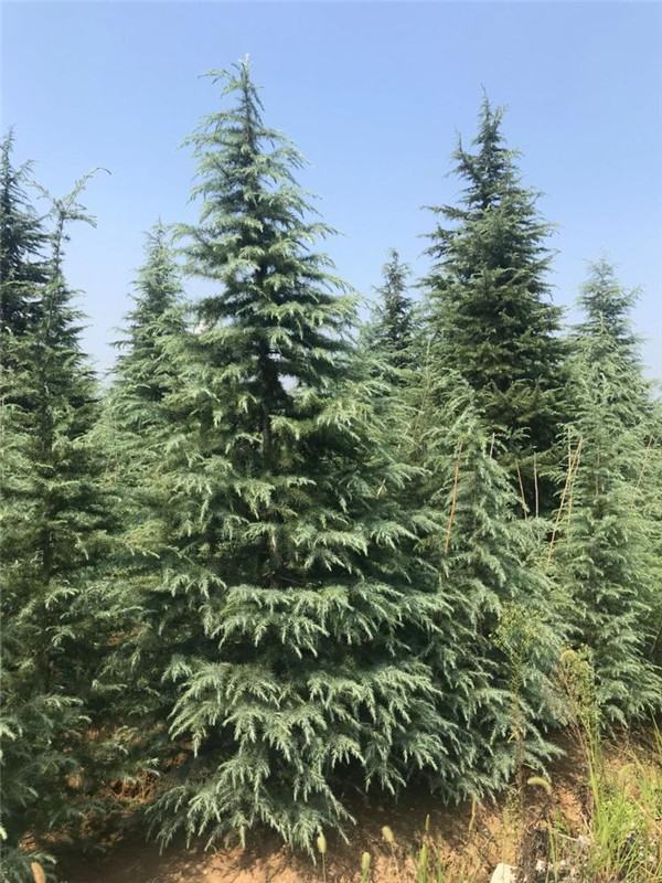 陜西苗木基地實拍圖