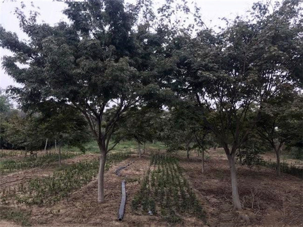 5公分中國(guó)紅楓市場(chǎng)報(bào)價(jià)多少?