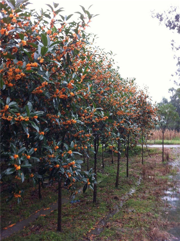 山東世行項目30年造林20萬公頃