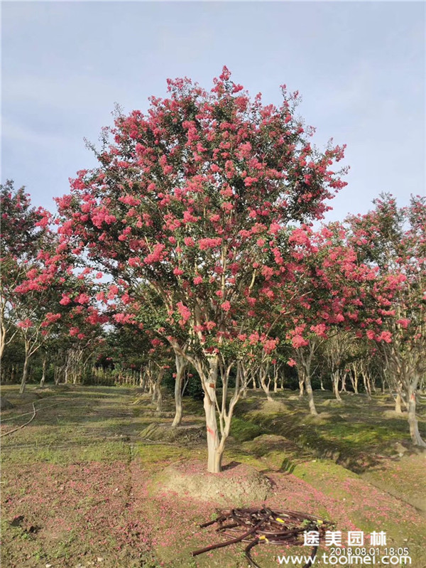 成都2~10公分紫薇價(jià)格，紫薇價(jià)格供給信息查詢