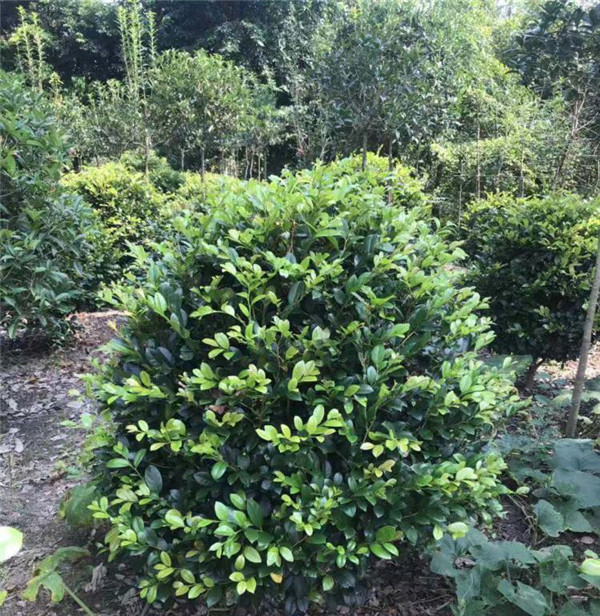 喜迎雙節!園林綠化處提高城市精細化養護管理