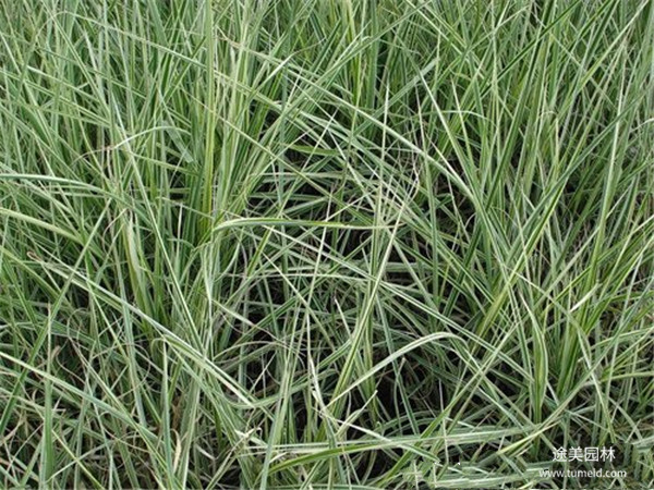 四川細(xì)葉芒基地實(shí)拍圖