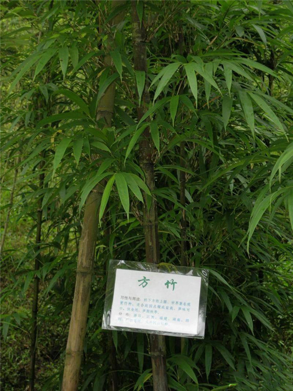 竹子圖片 竹子圖片