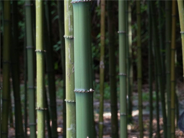 竹子圖片 竹子圖片