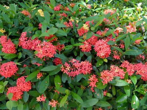 龍船花圖片 龍船花圖片